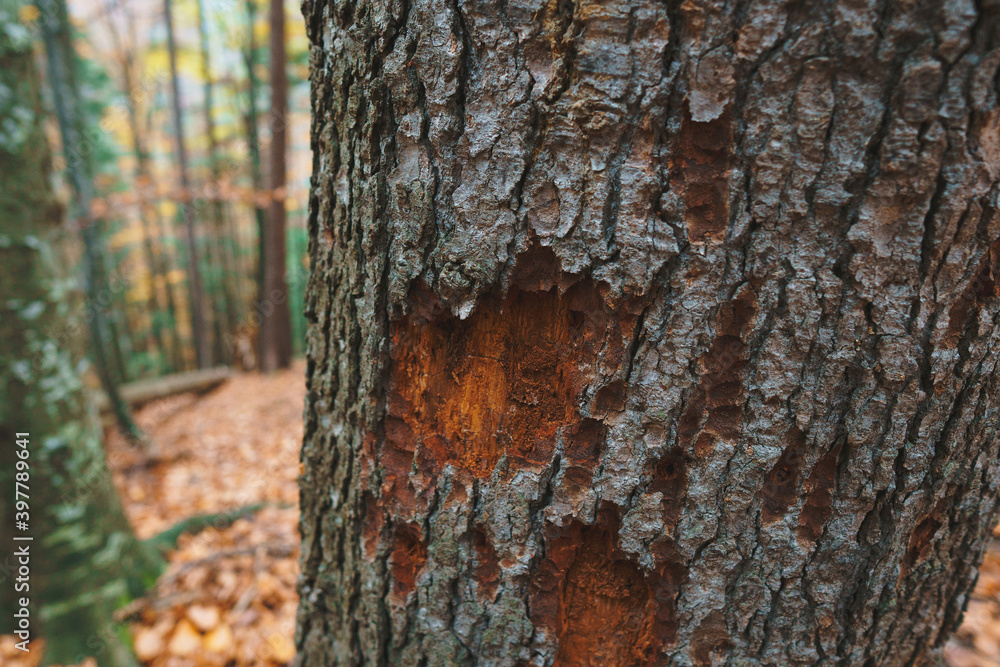 Obraz premium destroyed bark of tree