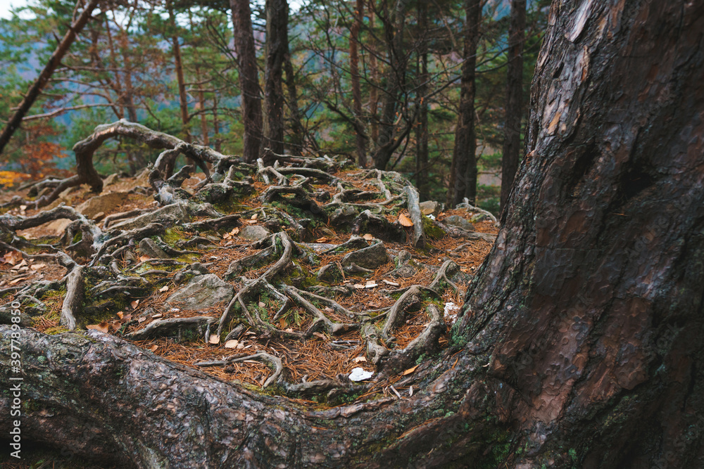 tree bark and roots tree bark and roots