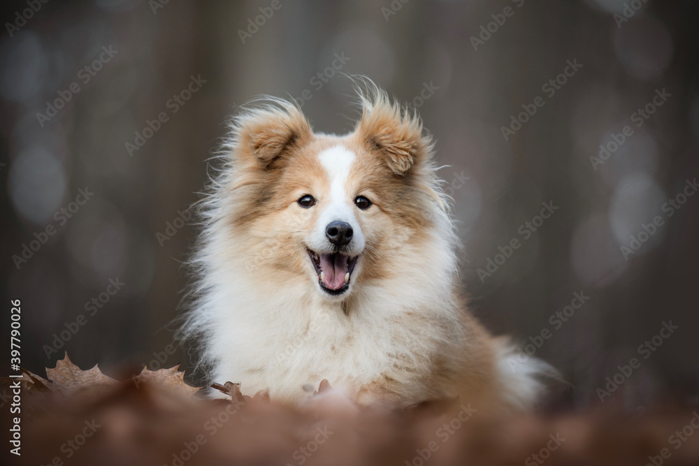 Funny sheltie top