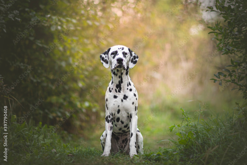 Beautiful and young dalmatian dog  portrait 