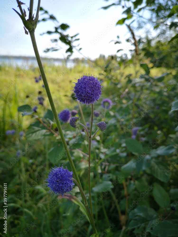 Obraz premium flowers in the garden