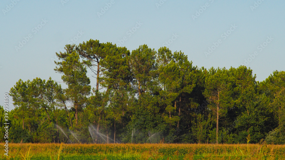 Obraz premium Beau paysage landais, montrant des champs de maïs irrigués par des jets d'eau