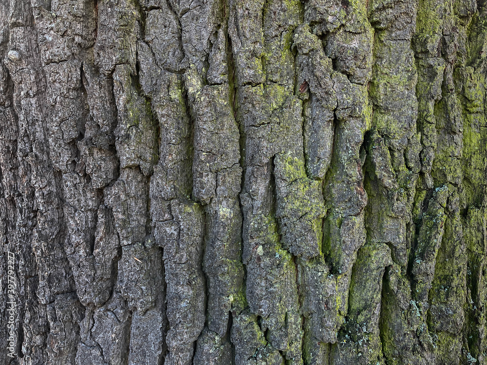 Close up of texture of tree barks and tree trunk in natural environmen for background Close up of texture of tree barks and tree trunk in natural environmen for background