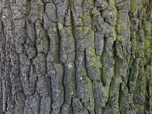 Fototapeta Naklejka Na Ścianę i Meble -  Close up of texture of tree barks and tree trunk in natural environmen for background