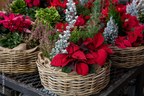 Gift baskets full of Christmas spirit seasonal flowers and plants in a garden shop.