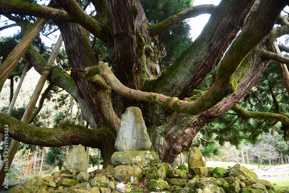 Obraz premium 杉 御仏供スギ おぼけすぎ 白山手取川ジオパーク