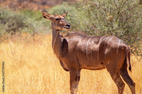 Greater kudu ( woodland antelope) standing in African bushes.