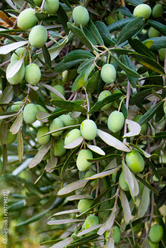 A close-up of green olive fruit on the branches of the tree among the foliage