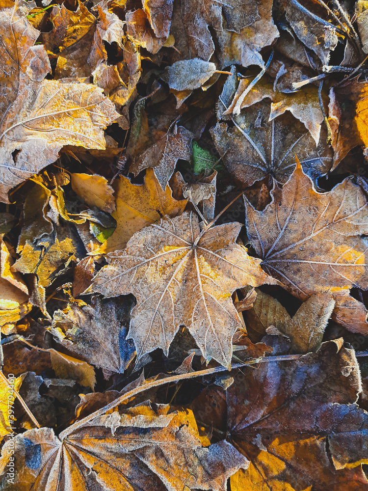 Early winter. The first frost on the leaves, on the ground. Autumn fallen leaves. Autumn time. Background for the screen. Macro. Early winter. The first frost on the leaves, on the ground. Autumn fallen leaves. Autumn time. Background for the screen. Macro.