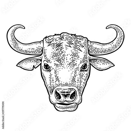 Bull head. Hand drawn in a graphic style. Vintage vector engraving illustration for info graphic, poster, web. Isolated on white background.