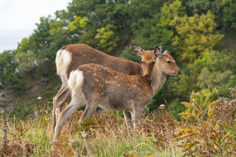 Vue rapprochée de deux biches Sika, dans le parc national de Shiretoko, Hokkaido, Japon