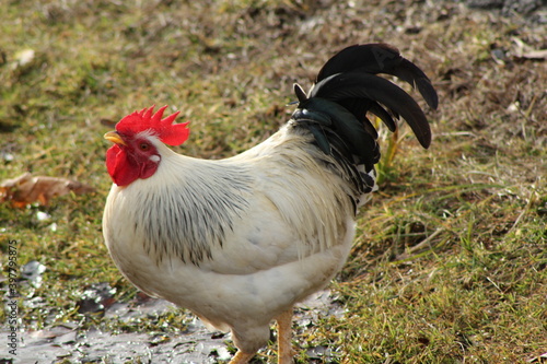 Acercamiento a un gallo paseando por la finca