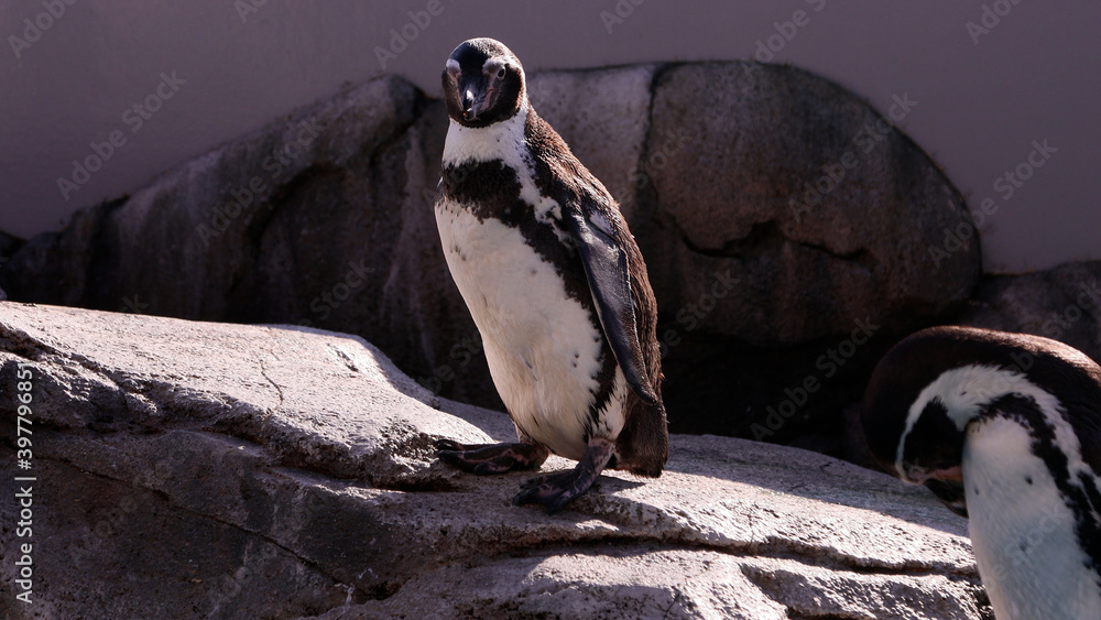 Naklejka premium 水族館のフンボルトペンギン