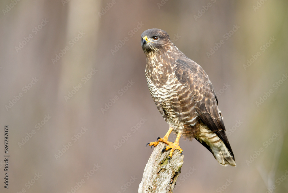 Common buzzard (Buteo buteo) close up Common buzzard (Buteo buteo) close up