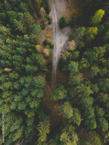 Bird's eye view of a wonderful forest in Poland