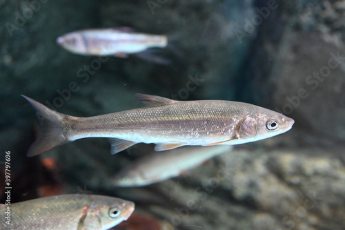 水中を泳ぐスマートなウグイの姿