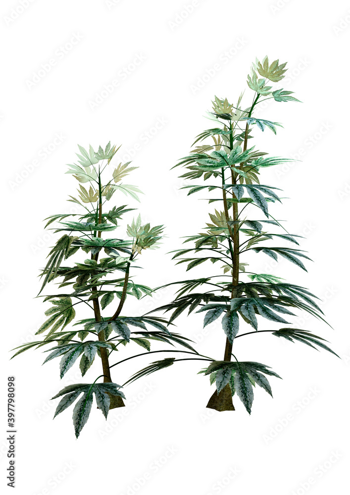3D Rendering Japanese Aralia Plant on White 3D Rendering Japanese Aralia Plant on White