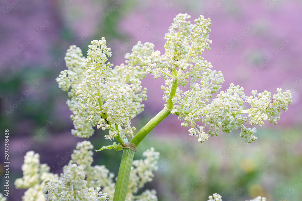Wild meadow plant with white small flowers Meadowsweet. Filipendula ulmaria. Selective focus Wild meadow plant with white small flowers Meadowsweet. Filipendula ulmaria. Selective focus