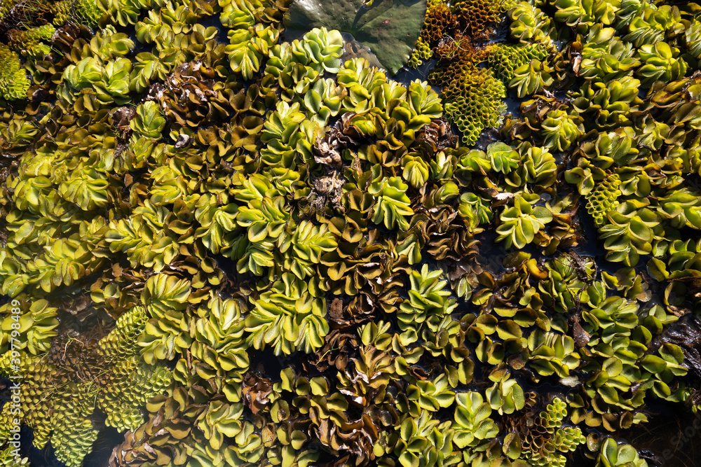Top view of many green plants Floating on the surface of the water. Top view of many green plants Floating on the surface of the water.