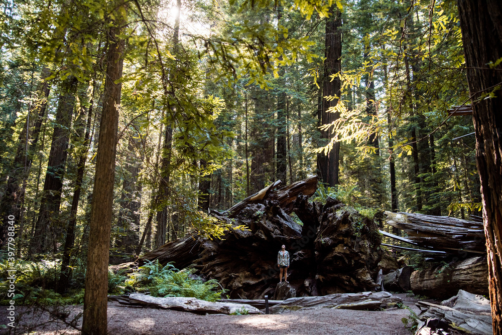 Fototapeta premium young woman hiking in humboldt redwood forest