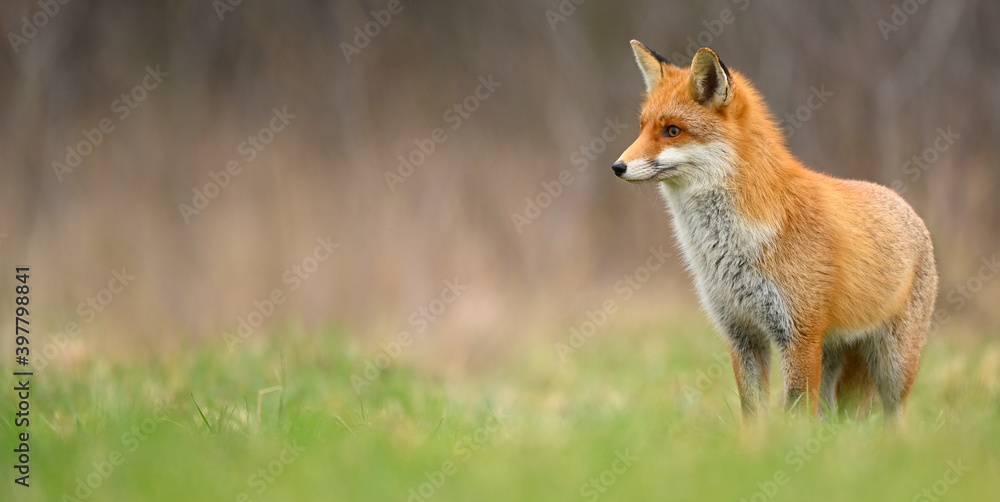 Red fox ( Vulpes vulpes ) close up Red fox ( Vulpes vulpes ) close up