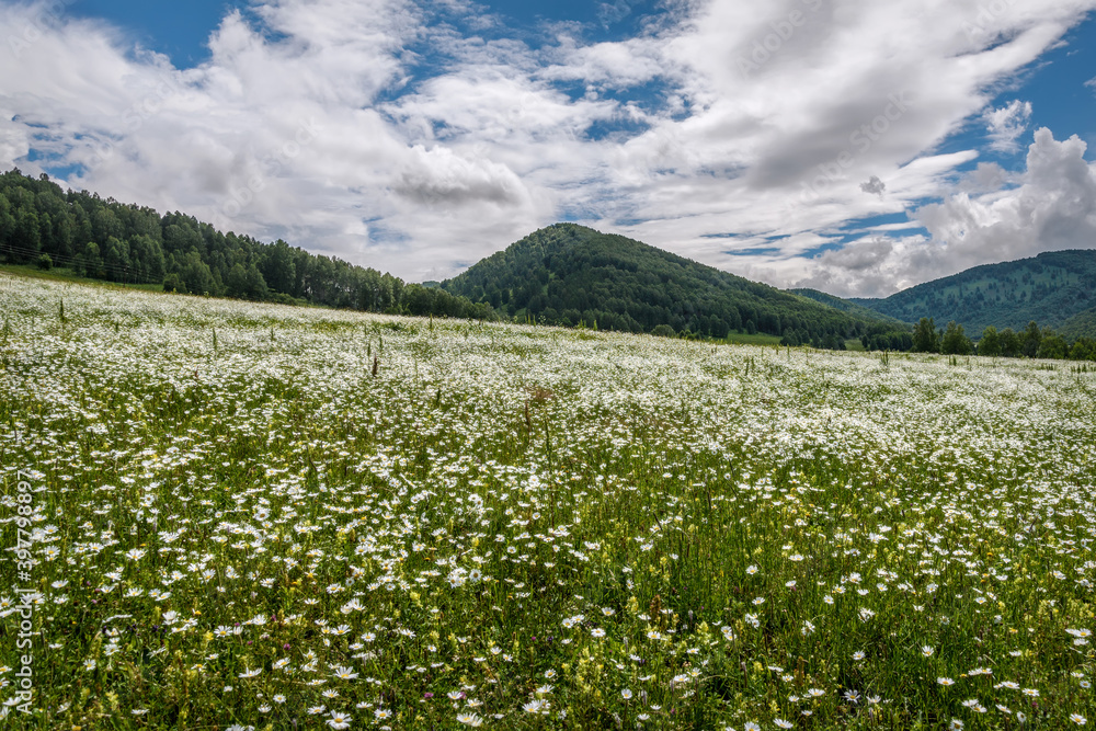 chamomile mountains meadow flowers sky clouds summer