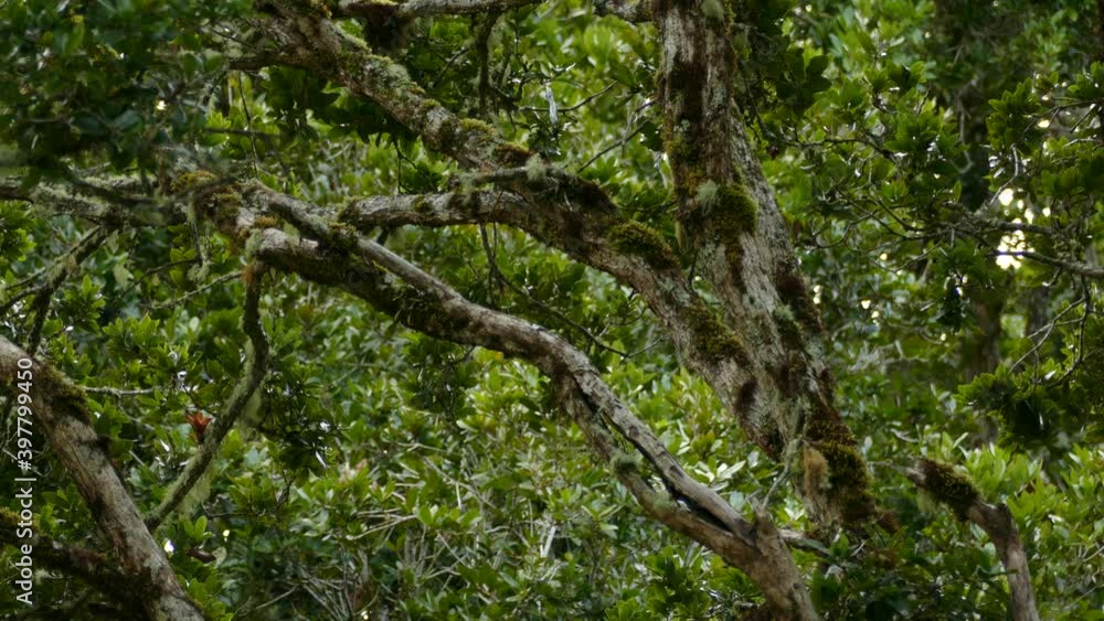 Single Acorn Woodpecker bird on a branch in a forest, taking flight. Single Acorn Woodpecker bird on a branch in a forest, taking flight.