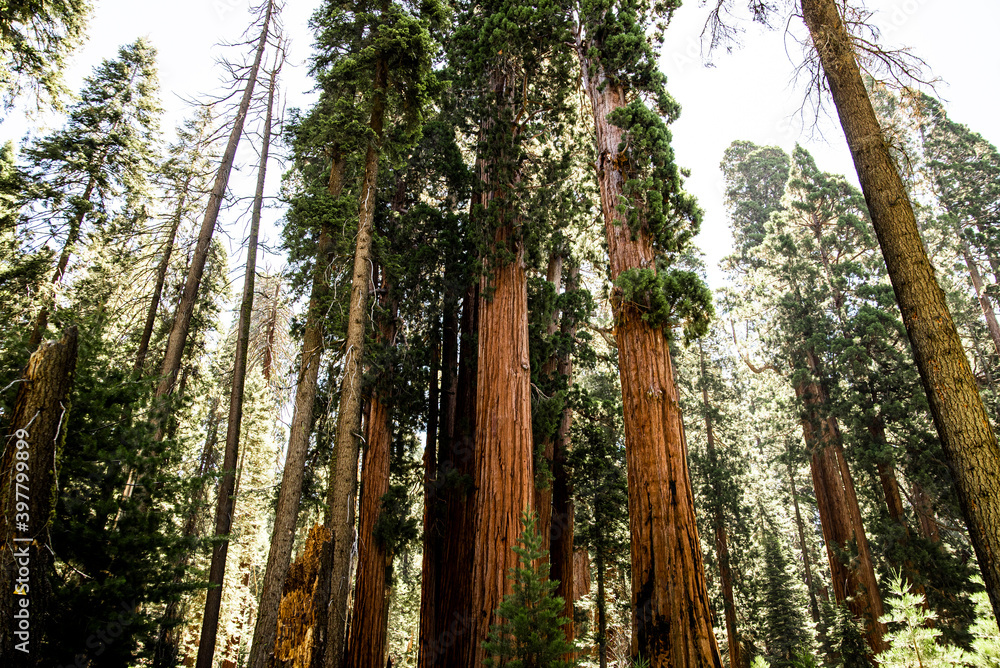 Obraz premium tall redwood trees in Sequoia National forest