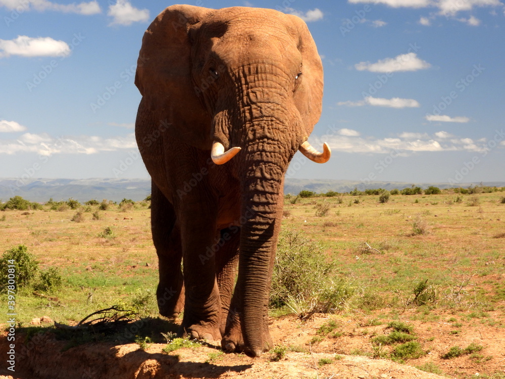 Fototapeta premium Large elephant bull approaching