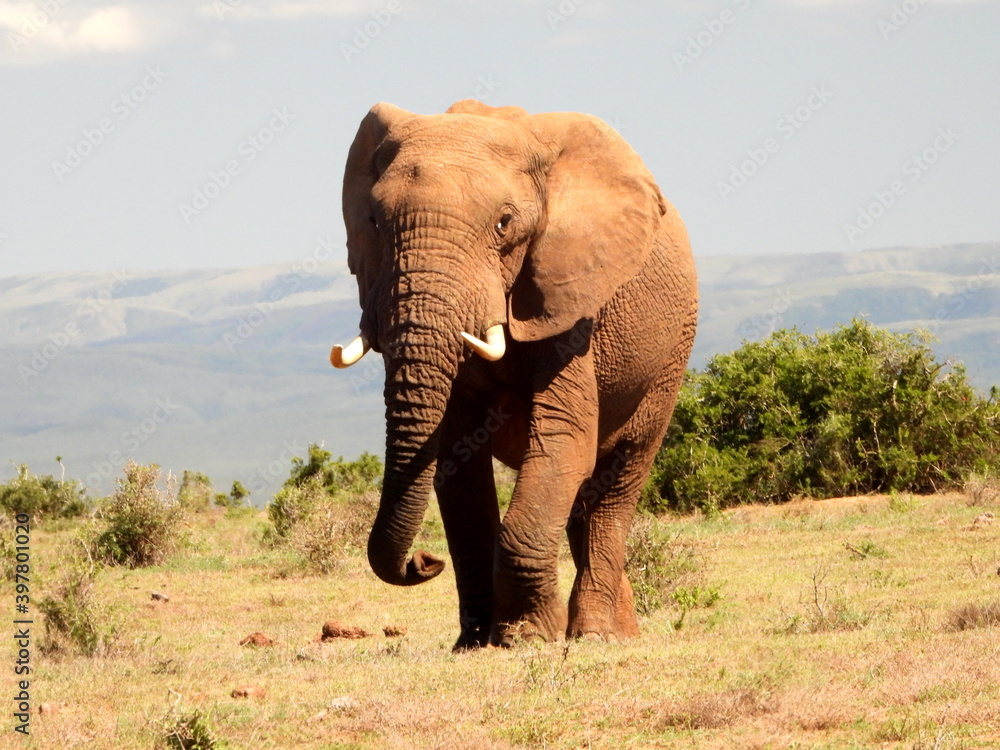 Obraz premium Large elephant bull approaching