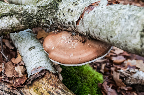 Birkenporling Fomitopsis betulina im Herbstwald - birch polypore in autumn forest  photo