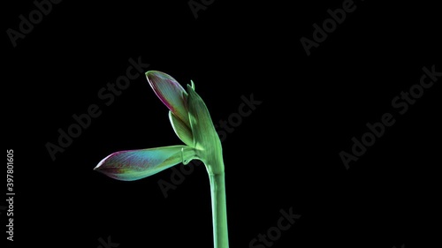 Time lapse amaryllis flower blooms with flying pollen