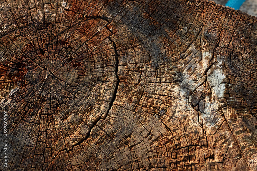 texture of an old tree trunk, annual rings
