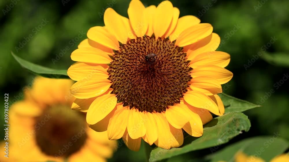Beautiful Sunflowers blooming in the field Beautiful Sunflowers blooming in the field