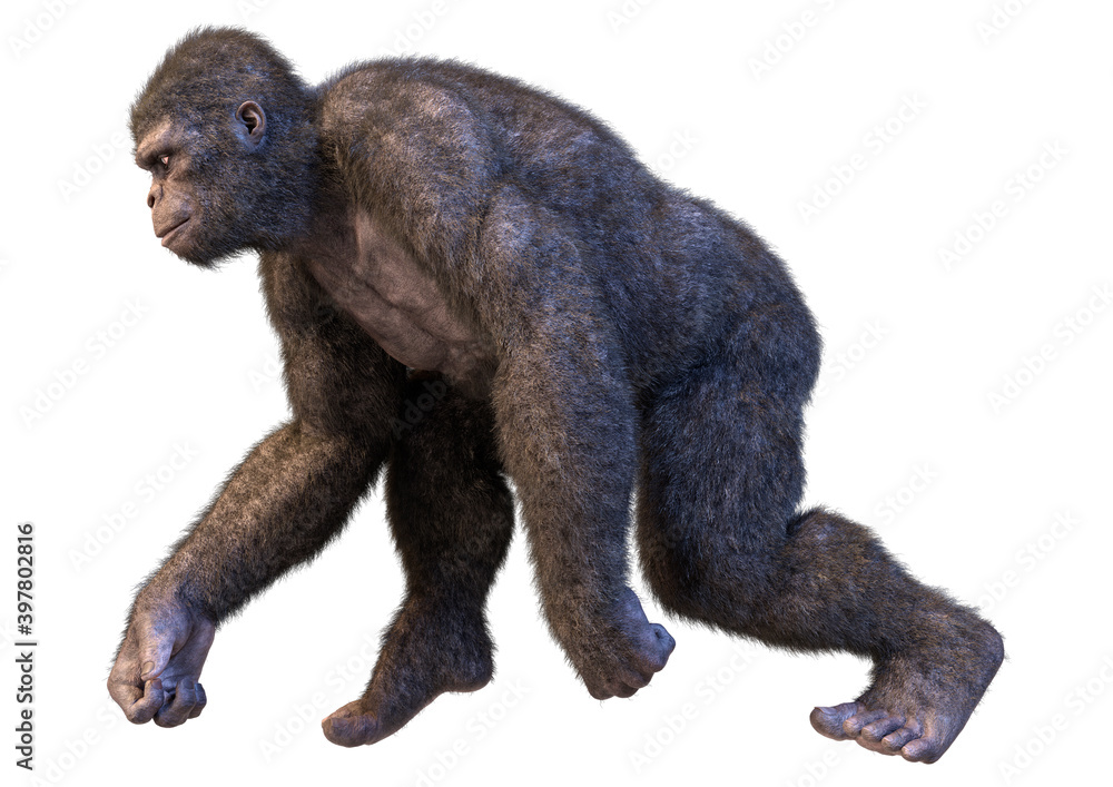 3D Rendering Gorilla Ape on White 3D Rendering Gorilla Ape on White