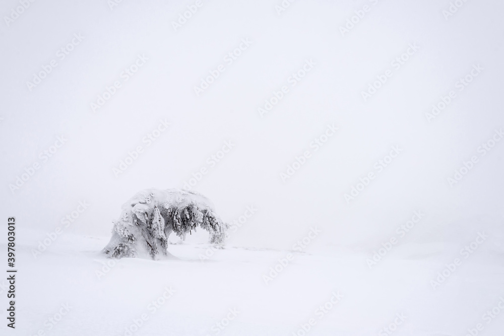 A tree covered with snow on a mountainside. A tree covered with snow on a mountainside.