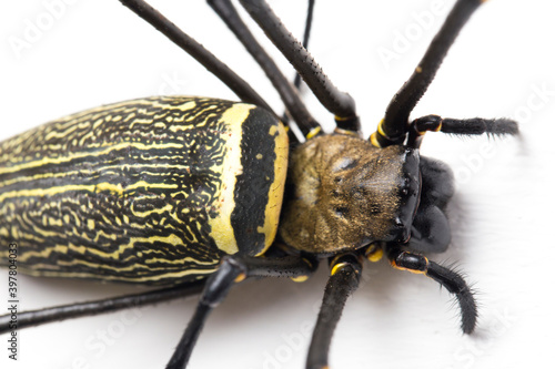 Giant Wood Spiders or Golden Orb Web Spider, Nephila maculata - isolated on white background
 photo