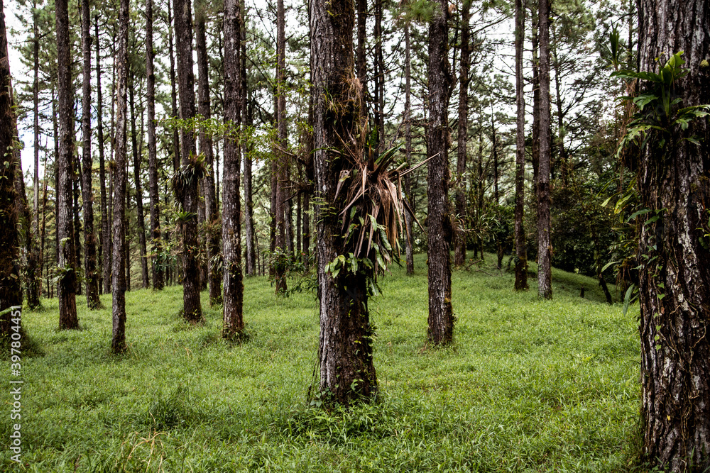 Naklejka premium magical exotic forest in costa rica