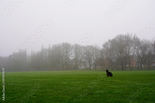 Black dog in the green field, foggy winter day