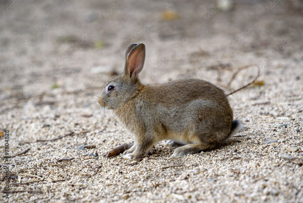Little European rabbit, on the island of Ohkunoshima in Hiroshima Prefecture. Japan Little European rabbit, on the island of Ohkunoshima in Hiroshima Prefecture. Japan