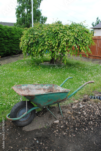 Close Up of Old Wheelbarrow and Small Tree in Garden 