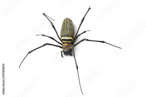 Giant Wood Spiders or Golden Orb Web Spider, Nephila maculata - isolated on white background
 photo