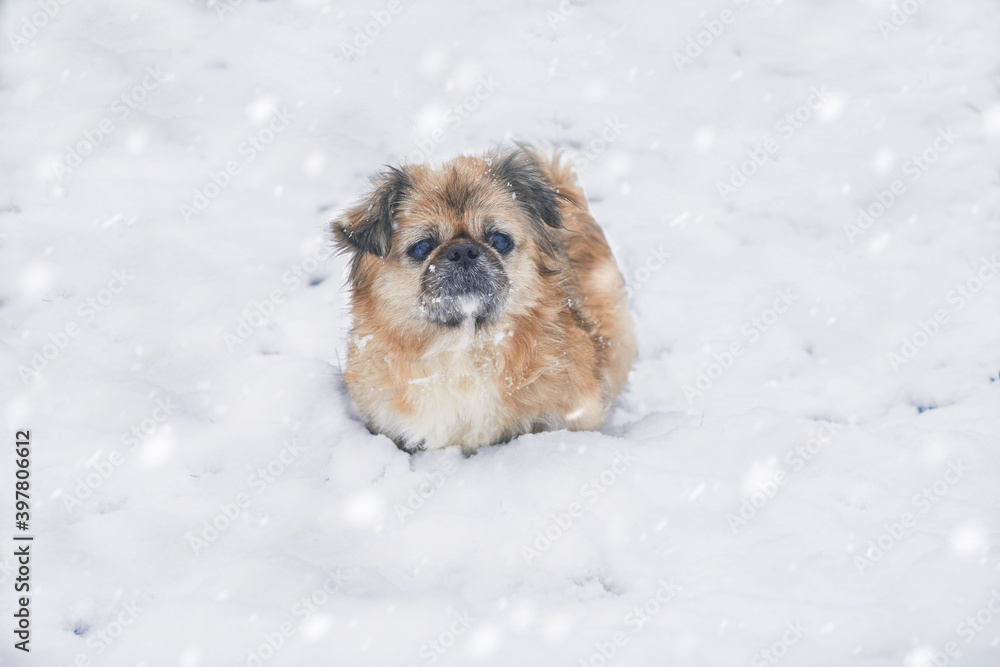 Obraz premium Old brown Pekingese dog sits in the snow. A small dog freezes in winter without clothes. The concept of pets, winter, pet clothes.