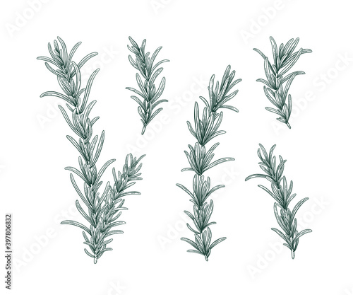 Line art rosemary branches set. Sketch floral illustration isolated on white background. Hand drawn line art retro botanical clipart. Aroma herbs drawing collection. Elegant set of floral elements.