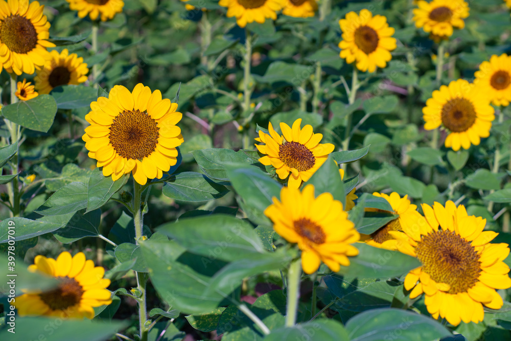 Bloomming of sun flower green leave outdoor summer park Bloomming of sun flower green leave outdoor summer park