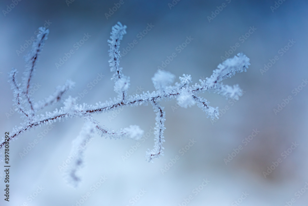 A totally frosted white branch on the bright blue sky. A branch covered in white frost with the bright blue sky background A totally frosted white branch on the bright blue sky. A branch covered in white frost with the bright blue sky background