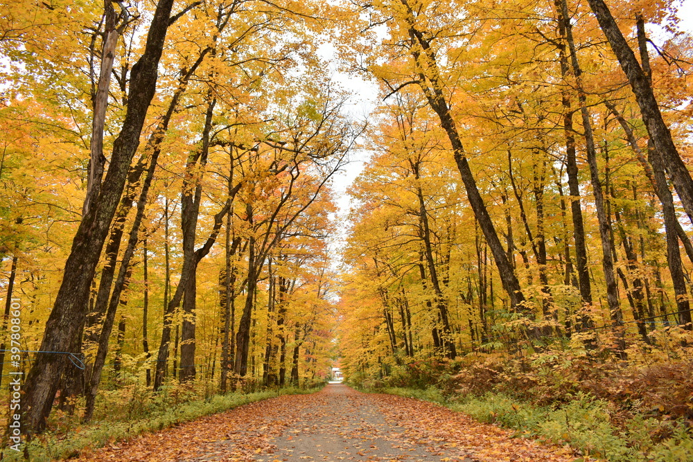 
The maple road in autumn, Saint-Marcel