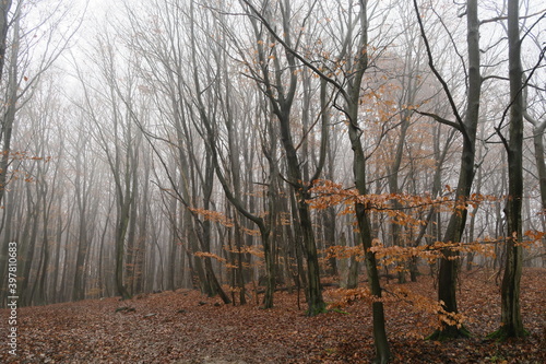 creepy forest in autumn
