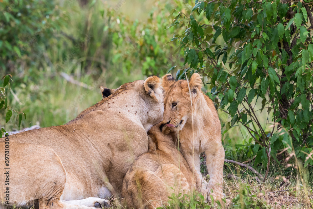 Fototapeta premium Lioness cuddling with her cubs