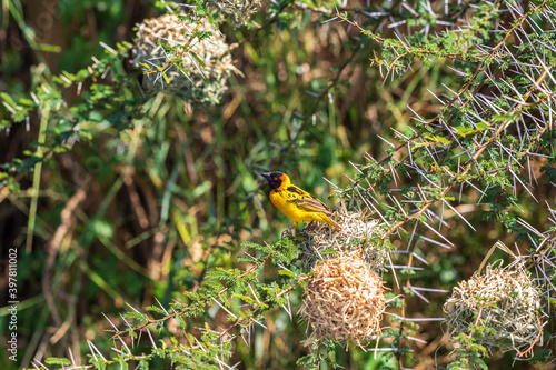 Beautiful Village weaver bird sitting on in a thorny bush photo